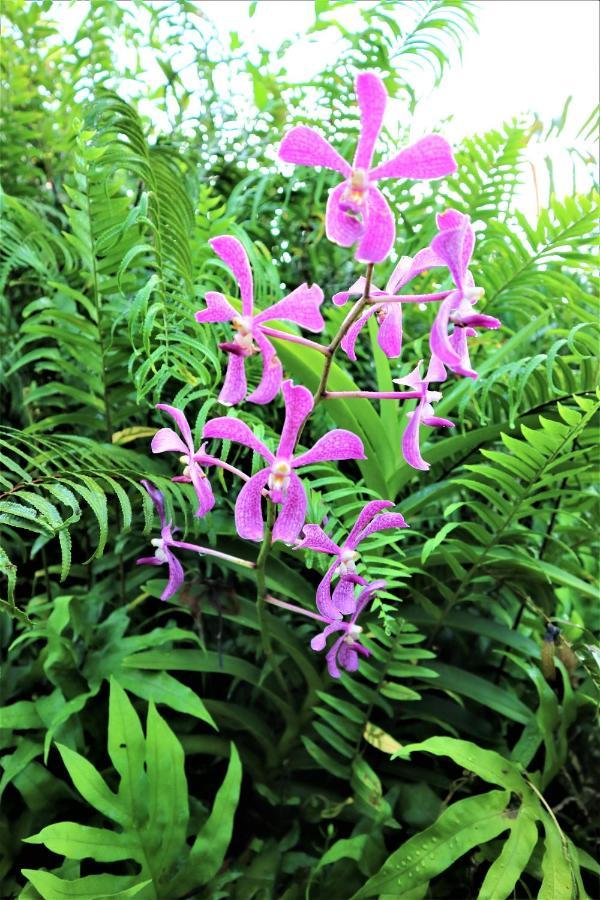 Seychelles Yellow Petals Anse Boileau エクステリア 写真
