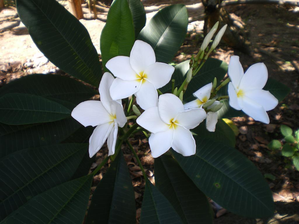 Seychelles Yellow Petals Anse Boileau エクステリア 写真