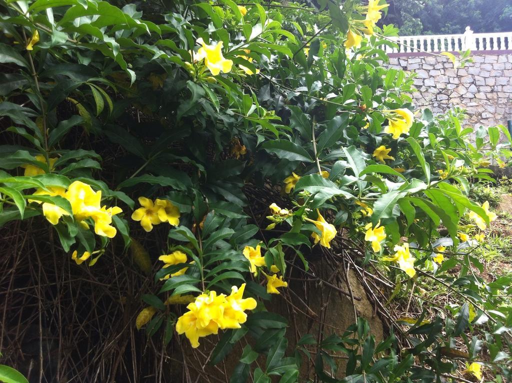Seychelles Yellow Petals Anse Boileau エクステリア 写真